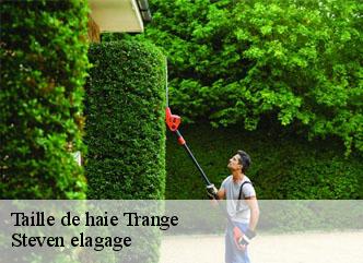 Taille de haie trange-72650 Steven elagage
